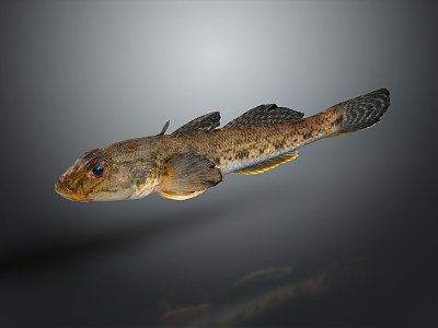 Catfish Carp Sturgeon Bass Freshwater Fish Various Carp Grass Carp Crucian Carp 3d model