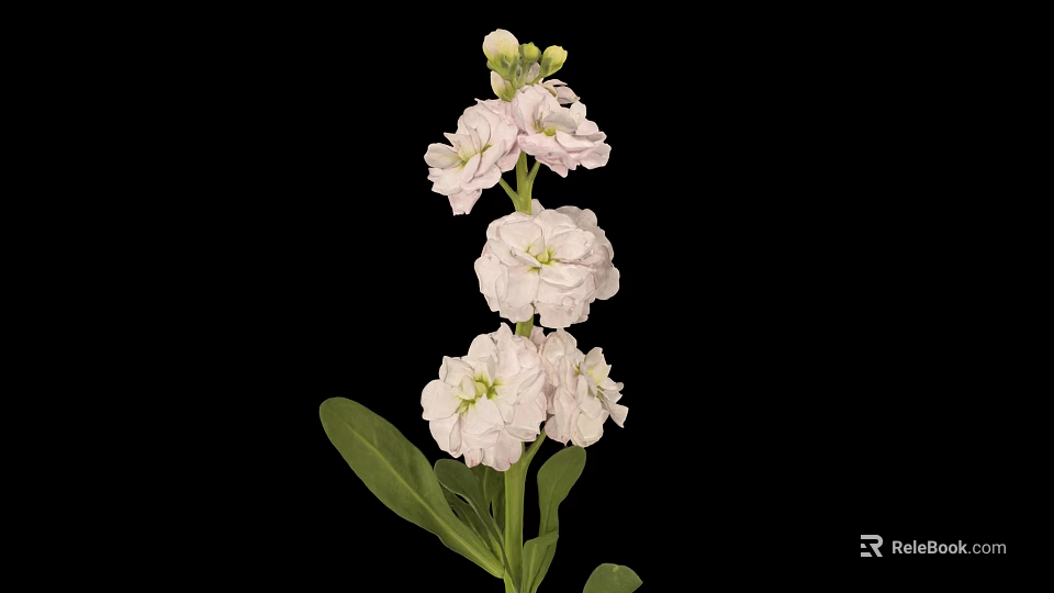 Pink Flower Plant With Layered Petals Green Stems And Leaves On Black Background 3d model 