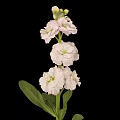 Pink Flower Plant With Layered Petals Green Stems And Leaves On Black Background