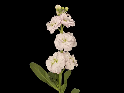 Pink Flower Plant With Layered Petals Green Stems And Leaves On Black Background 3d model