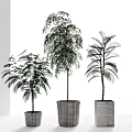 Three Potted Plants with Diverse Green Foliage in Woven Baskets and Concrete Pots