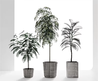 Three Potted Plants with Diverse Green Foliage in Woven Baskets and Concrete Pots 3d model