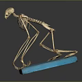 Animal Skeleton Educational Anatomical Model With Detailed Bone Structure And Blue Base 3d model