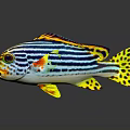 Vibrant Tropical Fish With Blue Stripes Yellow Spots And Red Accents
