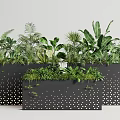 Bonsai Potted Plants In Black Pots With White Dots And Diverse Green Foliage