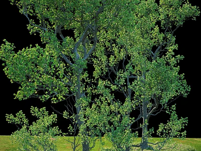 big tree 3d model