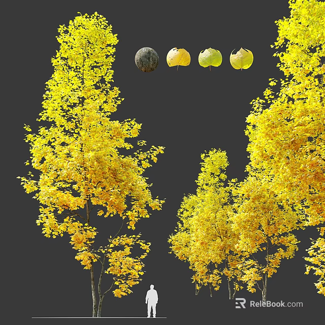 Tall Deciduous Trees With Vibrant Yellow Leaves And Fresh Fruits 3d model 