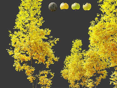 Tall Deciduous Trees With Vibrant Yellow Leaves And Fresh Fruits 3d model