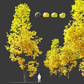 Tall Deciduous Trees With Vibrant Yellow Leaves And Fresh Fruits