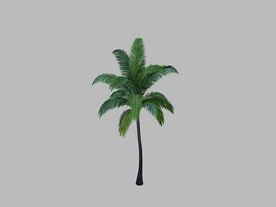 Single Palm Tree With Green Fronds And Black Trunk Natural Plant 3d model
