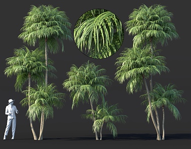 Palm Shrub Sargasso Potted Plant Bonsai Flower bed Tree pond Green plant cluster sketch 3d model