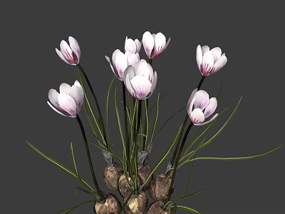 White Pink Striped Flowers With Green Stems Leaves And Bulbs Bunch 3d model