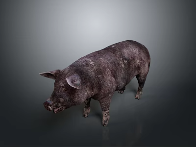 Realistic Dark Colored Pig 3D Model With Textured Skin On Gray Gradient 3d model