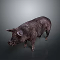 Realistic Dark Colored Pig 3D Model With Textured Skin On Gray Gradient 3d model