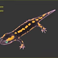 Black And Yellow Spotted Salamander Crawling On Smooth Gray Surface With Reflection 3d model