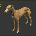Light Brown Greyhound Dog Standing on Grey Background with Reflection 3d model