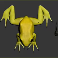 Yellow Frog With Black Eyes And Spots On Dark Reflective Surface