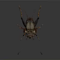 Dark Brown Cricket with Long Antennae and Detailed Body Structure on White Background