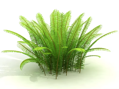 Lush Green Ferns with Feathery Fronds and Slender Stems Thriving in Bright Space 3d model
