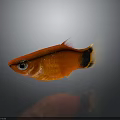 Vibrant Red Fish With Black And White Tail Swimming In Water With Reflection
