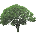 Tree 3d model