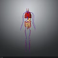 Human Internal Organs 3D Anatomical Model With Lungs Digestive System And Vascular Network 3d model