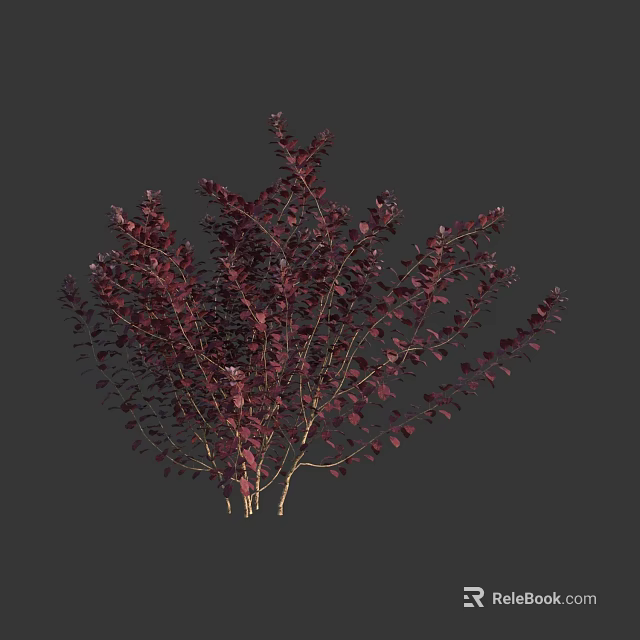 Lush Deep Red Leaf Shrub with Slender Branches for Garden Landscaping 3d model 