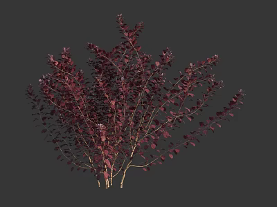 Lush Deep Red Leaf Shrub with Slender Branches for Garden Landscaping 3d model
