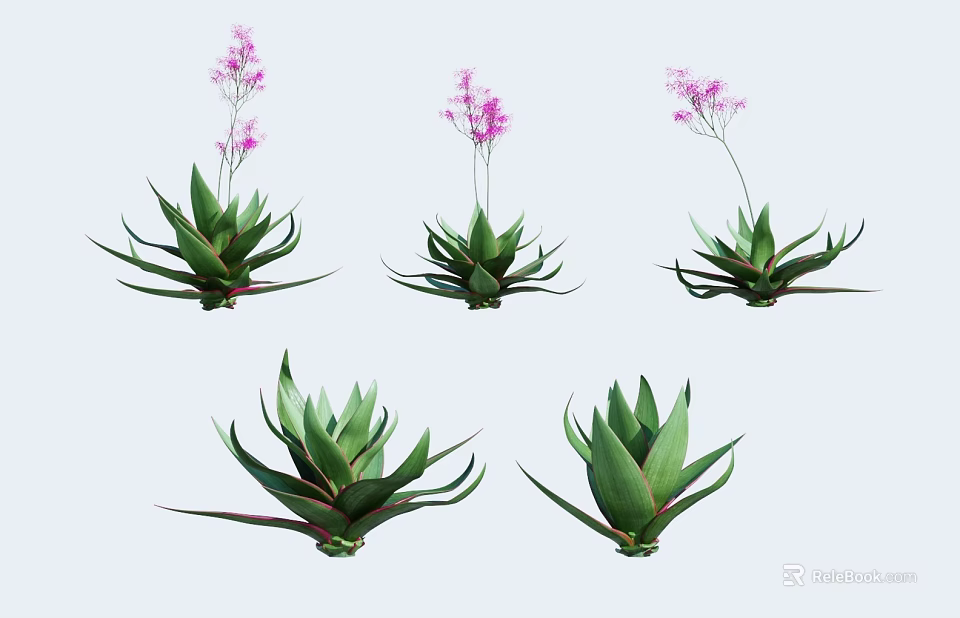 Green Succulent Plants With Broad Red Edge Leaves And Pink Flowers 3d model 