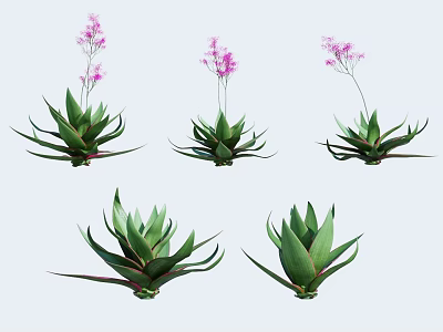 Green Succulent Plants With Broad Red Edge Leaves And Pink Flowers 3d model