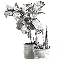 Decorative Bonsai Potted Plants With Various Green Foliage And Black Ceramic Pots