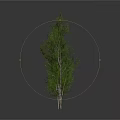 Three Different Size Green Trees With Foliage Isolated On White Background