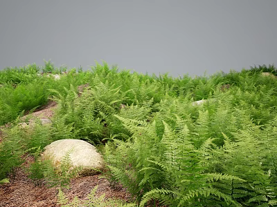 Lush Green Ferns Covering Hillside With Natural Stones And Earthy Ground 3d model