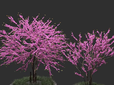Beautiful Pink Flowering Arbor Trees With Lush Blooms On Dark Background And Grass Base 3d model