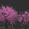 Beautiful Pink Flowering Arbor Trees With Lush Blooms On Dark Background And Grass Base