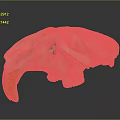 Detailed Animal Skull Organ With Large Orange Canine Teeth And White Bone Structure