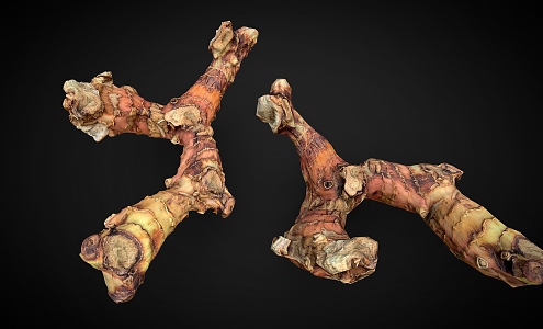 ginger galangal root scan ginger 3d model