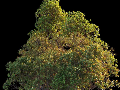 Tall Arbor With Lush Green Foliage Bathed In Sunlight And Natural Canopy 3d model