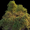 Landscape Shrubs Plant Combination Natural Landscape Big Tree 3d model