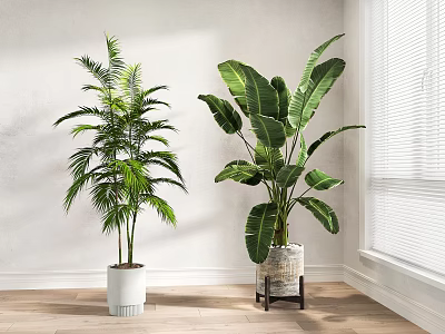 Indoor Hanging Plants With Tropical Green Leaves Near Window White Wall And Wooden Floor 3d model
