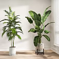 Indoor Hanging Plants With Tropical Green Leaves Near Window White Wall And Wooden Floor