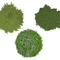 Different Types of Round Green Shrubs With Varied Foliage Textures