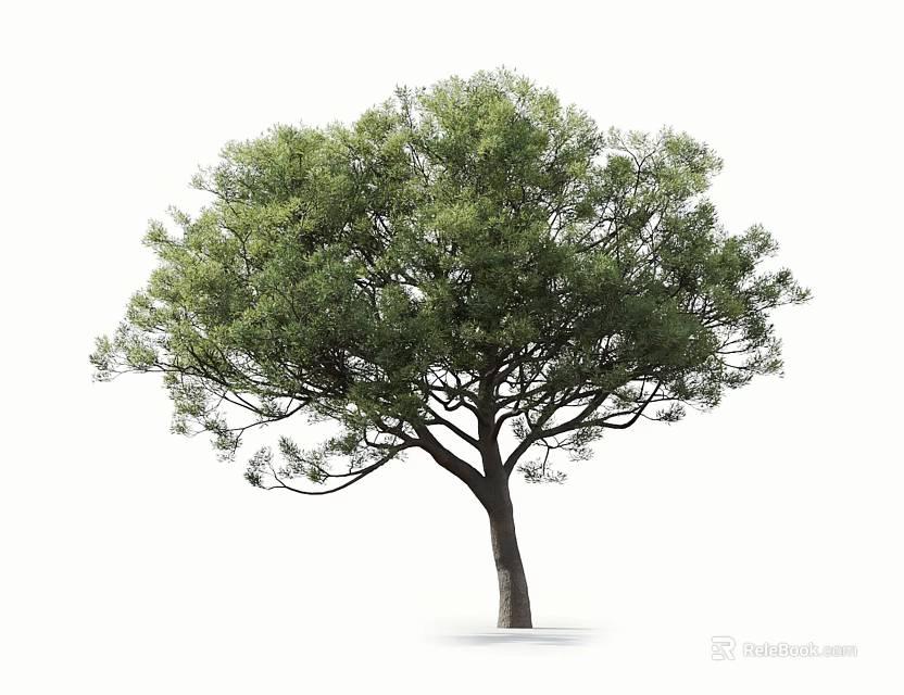 Lush Green Arbor With Dense Foliage And Strong Trunk On White Background 3d model 