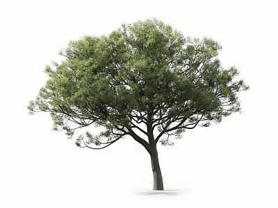 Lush Green Arbor With Dense Foliage And Strong Trunk On White Background 3d model