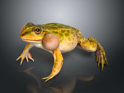 Green And Yellow Spotted Frog With Large Eyes And Inflated Vocal Sacs In Standing Pose 3d model