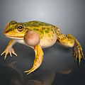 Green And Yellow Spotted Frog With Large Eyes And Inflated Vocal Sacs In Standing Pose