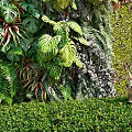 Outdoor Garden Living Plant Wall With Lush Green Plants And Natural Scenery