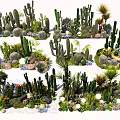 Indoor Landscape with Various Cacti Succulents and Decorative Potted Plants Arrangement