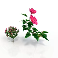 Small And Tall Plants With Pink Flowers Green Leaves And Visible Roots
