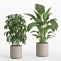 Lush Indoor Potted Plants With Monstera Fern And Areca Palm In Concrete Pots